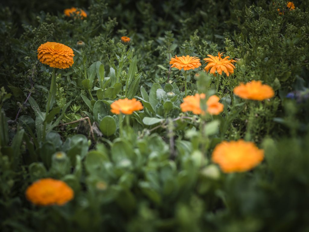 Fleurs comestibles Mechinaud (souci)