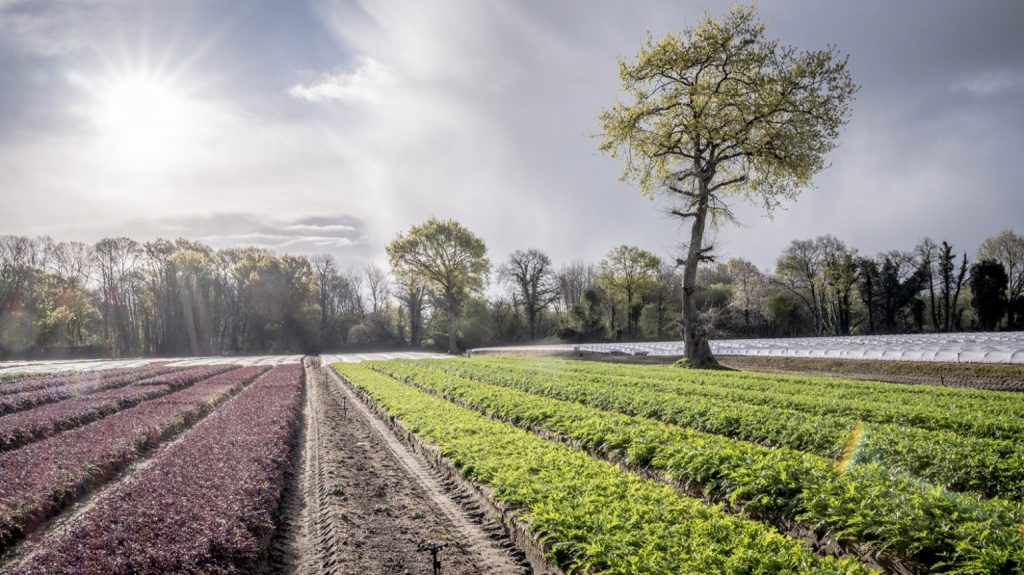 Culture maraîchère de jeunes pousses de salades en plein champs Méchinaud