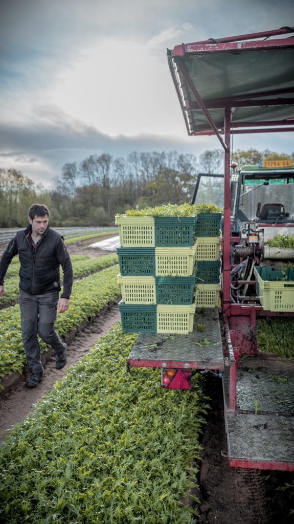 Récolte de jeunes pousses de salade en plein champs par un producteur maraîcher Mechinaud