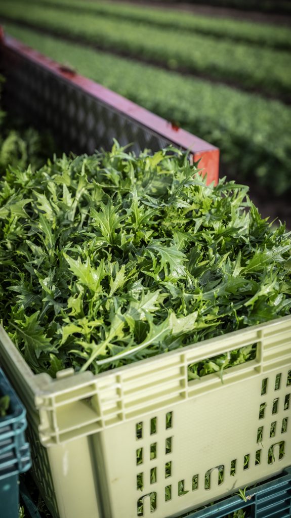 Jeunes pousses de salade en caisse Mechinaud