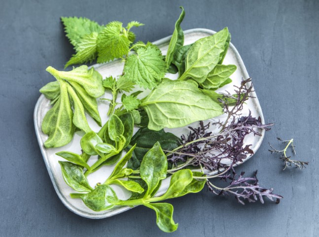 Jeunes pousses de salade Méchinaud