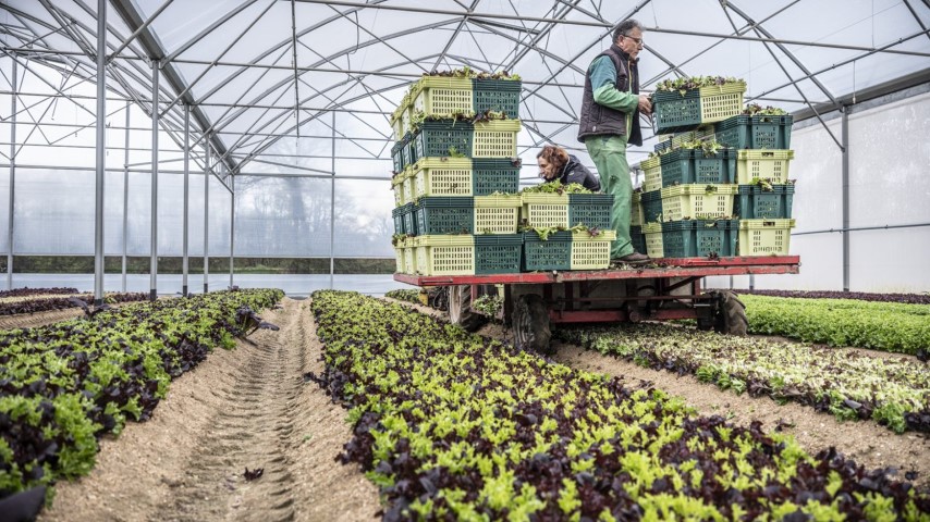 Récolte de jeunes pousses de salades sous serre Méchinaud