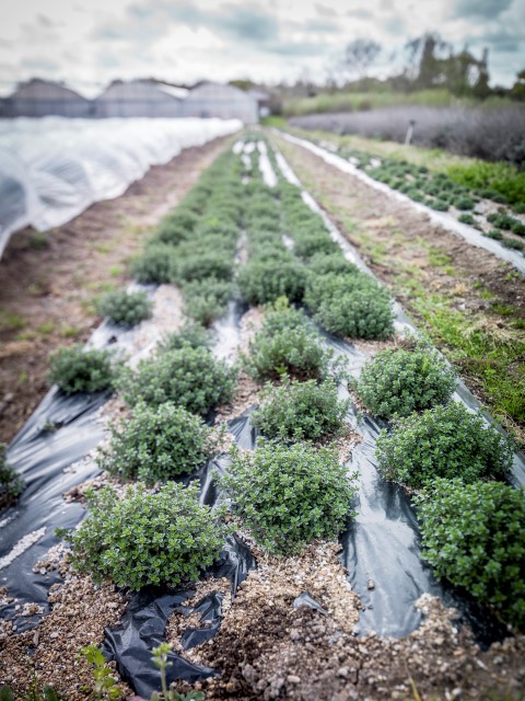 Production d'herbes aromatiques Méchinaud (thym) Nantes