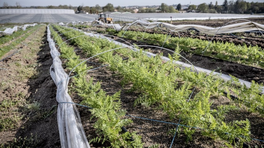 Production de mini légumes Mechinaud