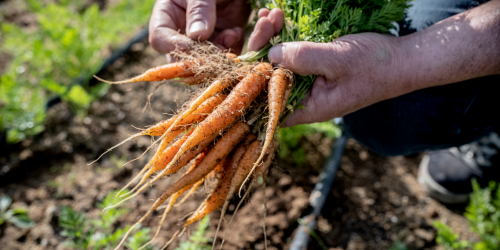 Mini légumes carottes au champs Mechinaud