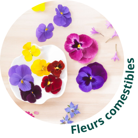 Fleurs comestibles frais Mechinaud Nantes conditionnement