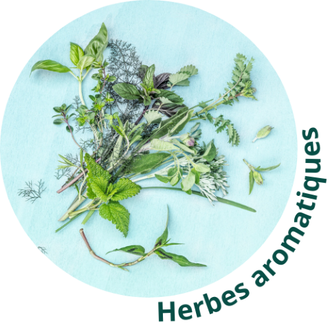 Herbes aromatiques frais Mechinaud Nantes conditionnement